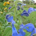 Salvia patens